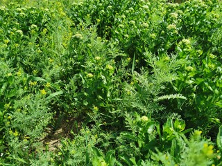 green grass background