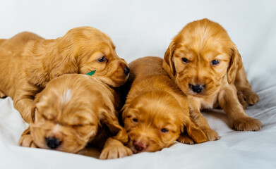 Close-Up cocker spaniel puppies dogs play on white cloth