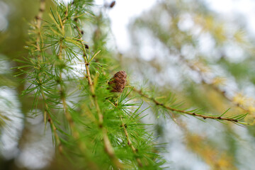 Small cone on a larch tree on rainy day