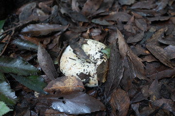 Wild white mushrooms growing from fallen leaves