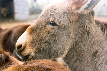 Fototapeta premium A portrait of a brown domestic donkey. Cute donkey muzzle with cute nose, mustache and sad eyes close-up. Animal husbandry, livestock, pets on the farm at cold snowy day. Yellow cinematic filter.