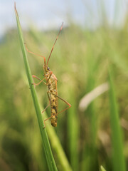 Close up of stink bugs in the rice fields