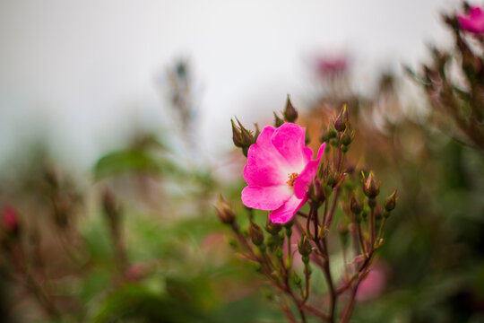 rose