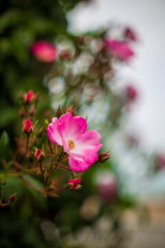 rose
