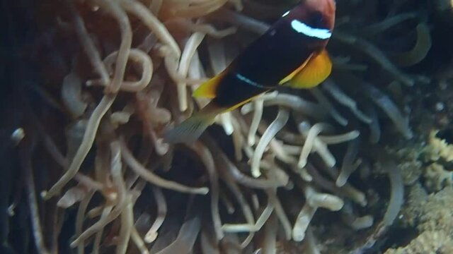 Beautiful resident of coral reefs Leather Clown-fish (Amphiprion bicinctus) inhabits coral reefs, it  belongs to family Pomacentridae, life of fish is going in symbiosis with sea anemones, Red Sea