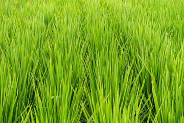 The endless spring rice fields in Taiwan