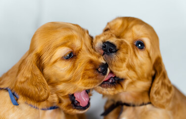Close Up two cocker spaniel puppies bites one another