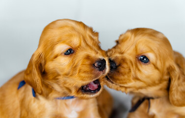 Close Up two cocker spaniel puppies bites one another