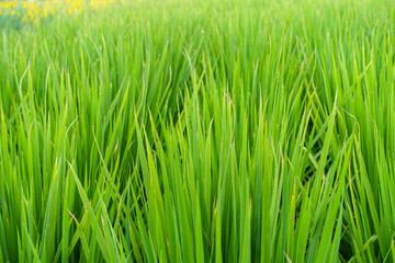 The endless spring rice fields in Taiwan