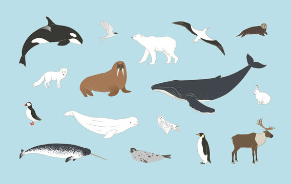 Polar animals set on blue background in vector. Arctic birds and mammals illustration with humpback whale, orca, polar bear, arctic hare, fox, puffin, deer, beluga, owl and more