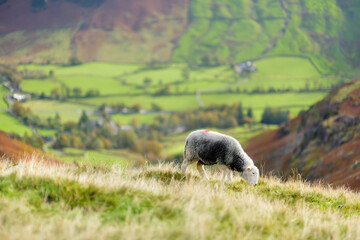 Sheep grazing in the mountains over Great Langdale valley in the Lake District, famous for its glacial ribbon lakes and rugged mountains.