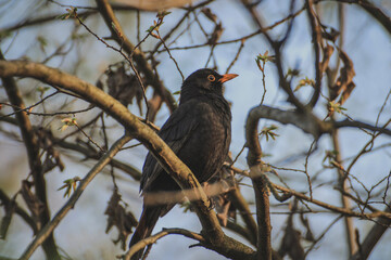 Close up of a common blackbird (turdus merula) male during spring