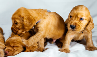 Close-Up cocker spaniel puppies dogs play on white cloth