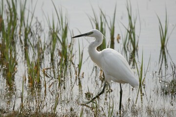 Aigrette garzette - Parc du Marquenterre (Picardie/ Somme) -  2007 04 01 Marquenterre - 400