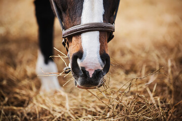 A bay horse with a white spot on its nose and a brown halter on its muzzle is eating hay. Feeding and caring for the horse on the farm. Livestock.