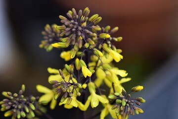 Yellow flowering kohlrabi-cabbage as a close up