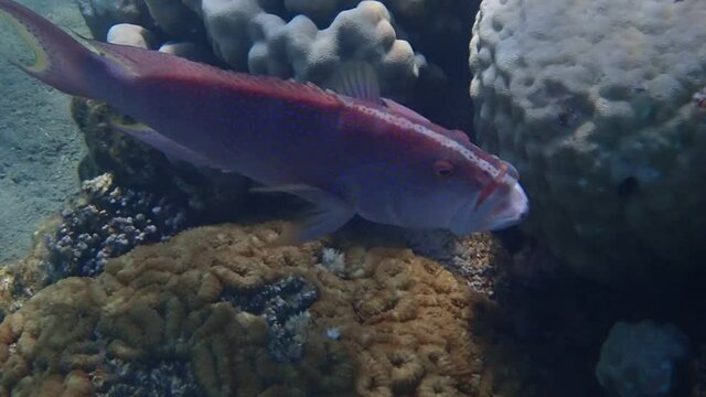Important commercial fish of the Red Sea and Pacific Ocean - Spangled Emperor, scientific name is Lethrinus nebulosus, it belongs to the family Lethrinidae