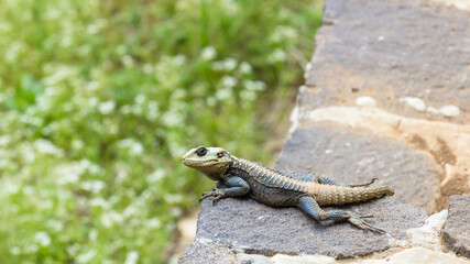 Roughtail rock agama resting on stones, Stellagama Stellio or Laudakia Stellio, Lebanon