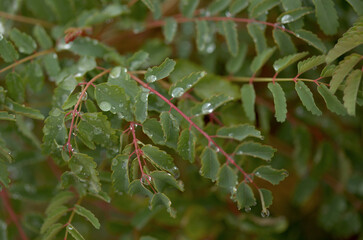 Flora of Gran Canaria - flowering  Marcetella moquiniana bush endemic to Canary Islands natural macro floral background
