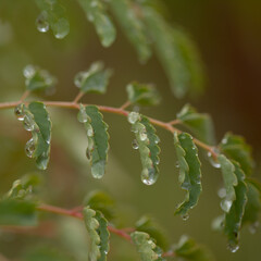 Flora of Gran Canaria - flowering  Marcetella moquiniana bush endemic to Canary Islands natural macro floral background
