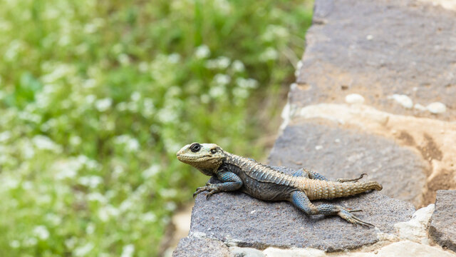 Roughtail rock agama resting on stones, Stellagama Stellio or Laudakia Stellio, Lebanon