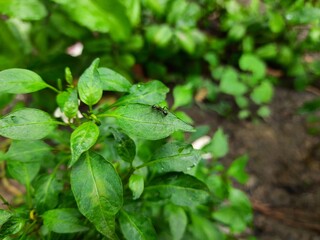 Ant on a leaf