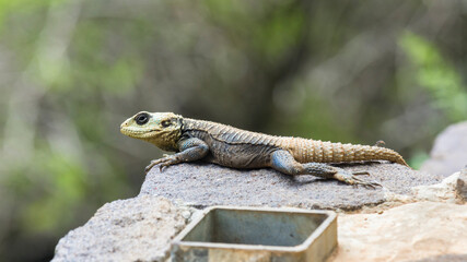 Roughtail rock agama resting on stones, Stellagama Stellio or Laudakia Stellio, Lebanon
