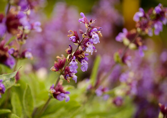 Blue flowers of a sage natural macro floral background