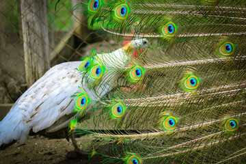 A male peacock walks with outstretched tail around white peahen, green feathers.