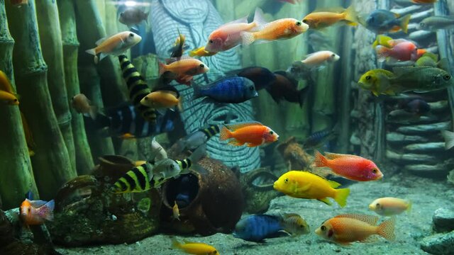 Tropical colorful fish on a coral reef.