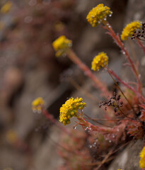 Flora of Gran Canaria - flowering Aeonium simsii, tree houseleek endemic to the island natural macro floral background
