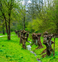 Group of pollard Willow trees
