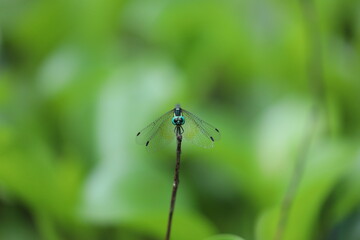 blue dragonfly on green leaf