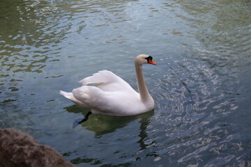 white swan in a small pond among the rocks