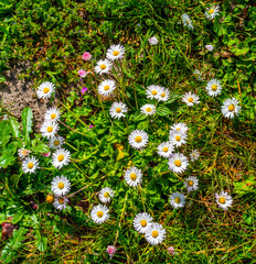 Common daisies in the grass (Bellis perennis)  © Gert-Jan van Vliet