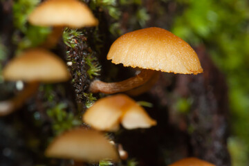 Mushrooms orange on the moss