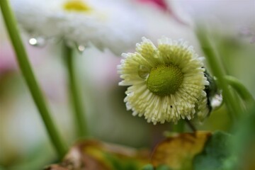 White Bellis Perennis after rain as a close up © Luise123