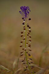 Flora of Gran Canaria -  Leopoldia comosa, tassel hyacinth natural macro floral background