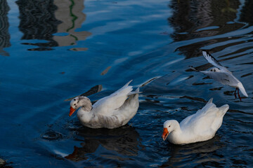 Two white geese swim in the water