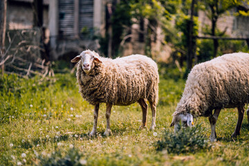 Obraz premium Domestic white sheep grazing or eating green grass on the pasture.