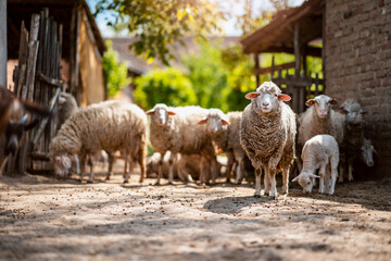 A flock of sheep and lambs in the village yard