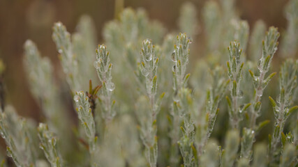 Flora of Gran Canaria - Micromeria varia herb, locally called thyme, endemic to Canaries and Madeira,  natural macro floral background
