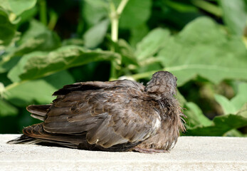 Cute little spotted dove or mountain dove or pearl-necked dove or lace-necked dove or spotted turtle-dove lying on a white brick wall on a green plant background. 