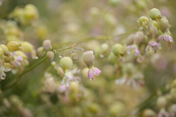 Flora of Gran Canaria -  Silene vulgaris, the bladder campion, natural macro floral background
