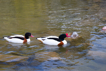 duck in a small pond among the rocks in the spring