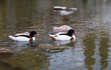 duck in a small pond among the rocks in the spring