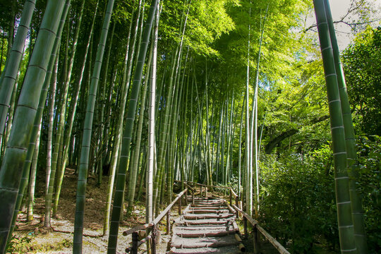 緑の竹林の中を抜ける小道
