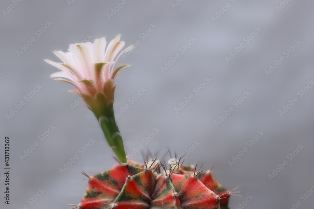 Wall mural Gymnocalycium  mihanovichii flower blossom in garden.  Cactus succulent plant from desert with copyspace.color vintage style.