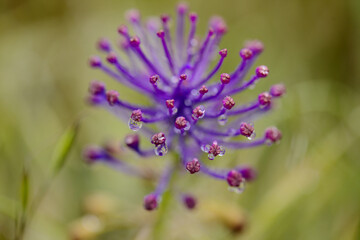 Flora of Gran Canaria -  Leopoldia comosa, tassel hyacinth natural macro floral background