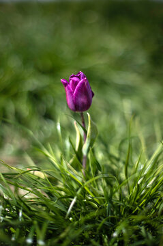 Purple tulip in grass with depth of field, single one, soft morning light
